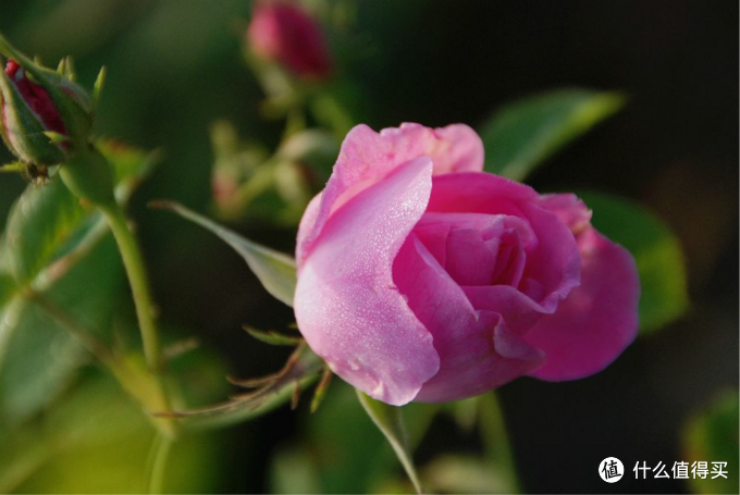 【精油甄选】医药级大马士革玫瑰精油，让美丽不止于表面！