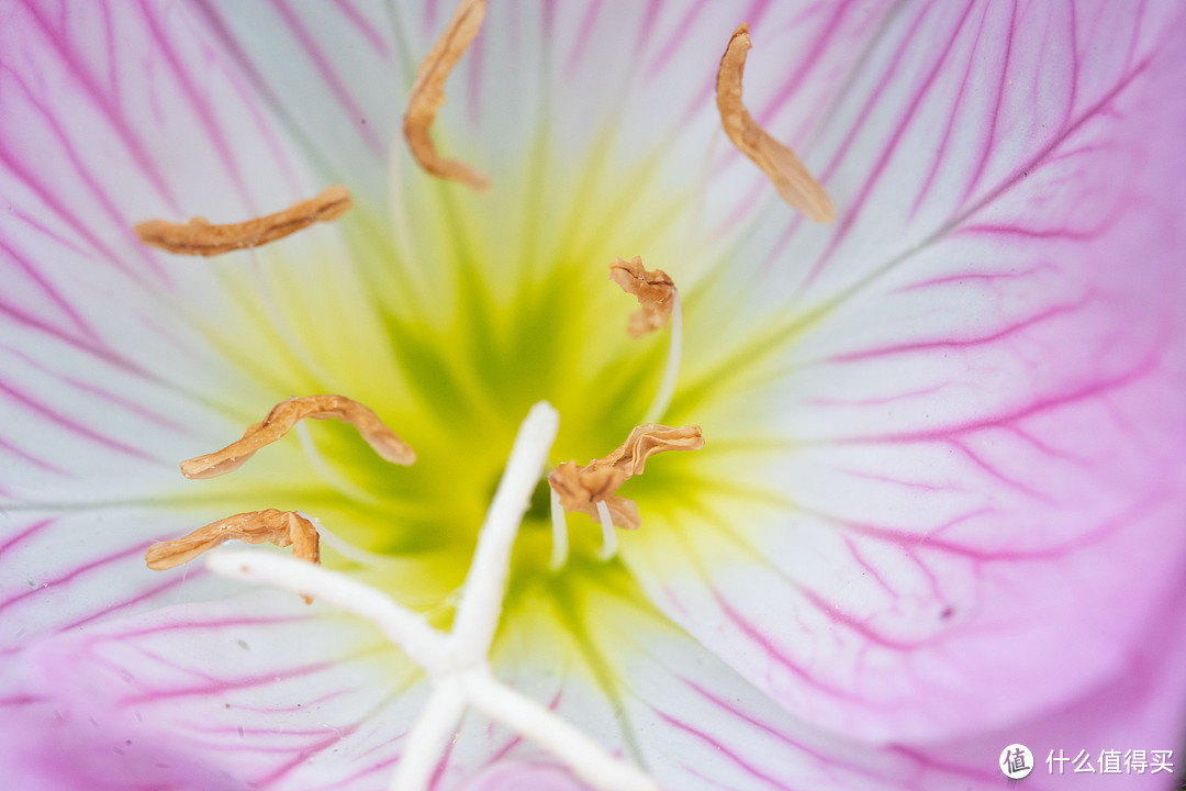 老蛙100mmF2.8 2X Ultra Macro APO微距镜头首测