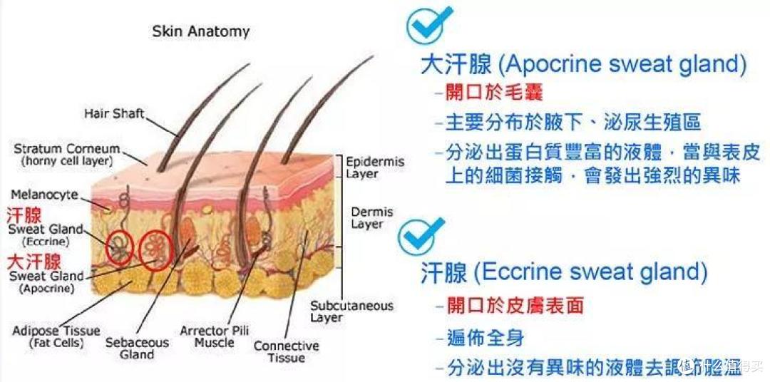 刘涛、蒋欣都在用,半小时瘦1斤,这件超强减肥暴汗服,真的有效吗?
