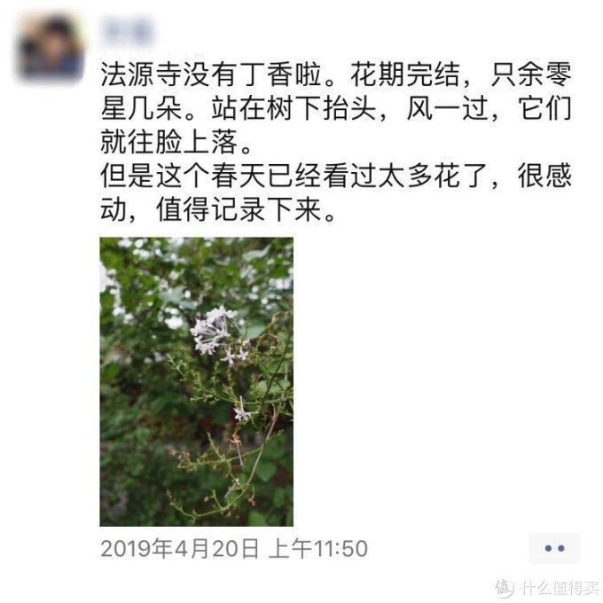 不时不食 旬 野菜 槐花槐叶篇 米面杂粮 什么值得买 不时不食 旬 野菜 槐花槐叶篇 米面杂粮 什么值得买