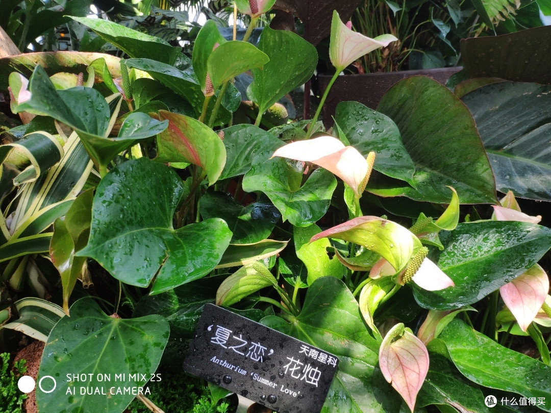 植物爱好者天堂&溜娃圣地——辰山植物园