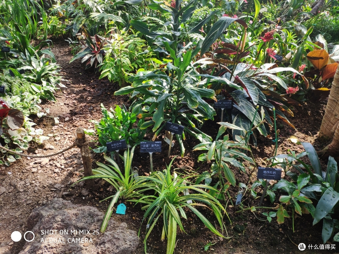 植物爱好者天堂&溜娃圣地——辰山植物园