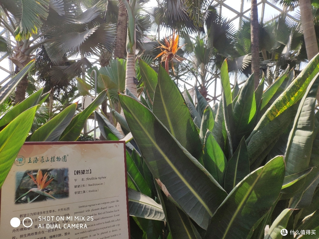 植物爱好者天堂&溜娃圣地——辰山植物园