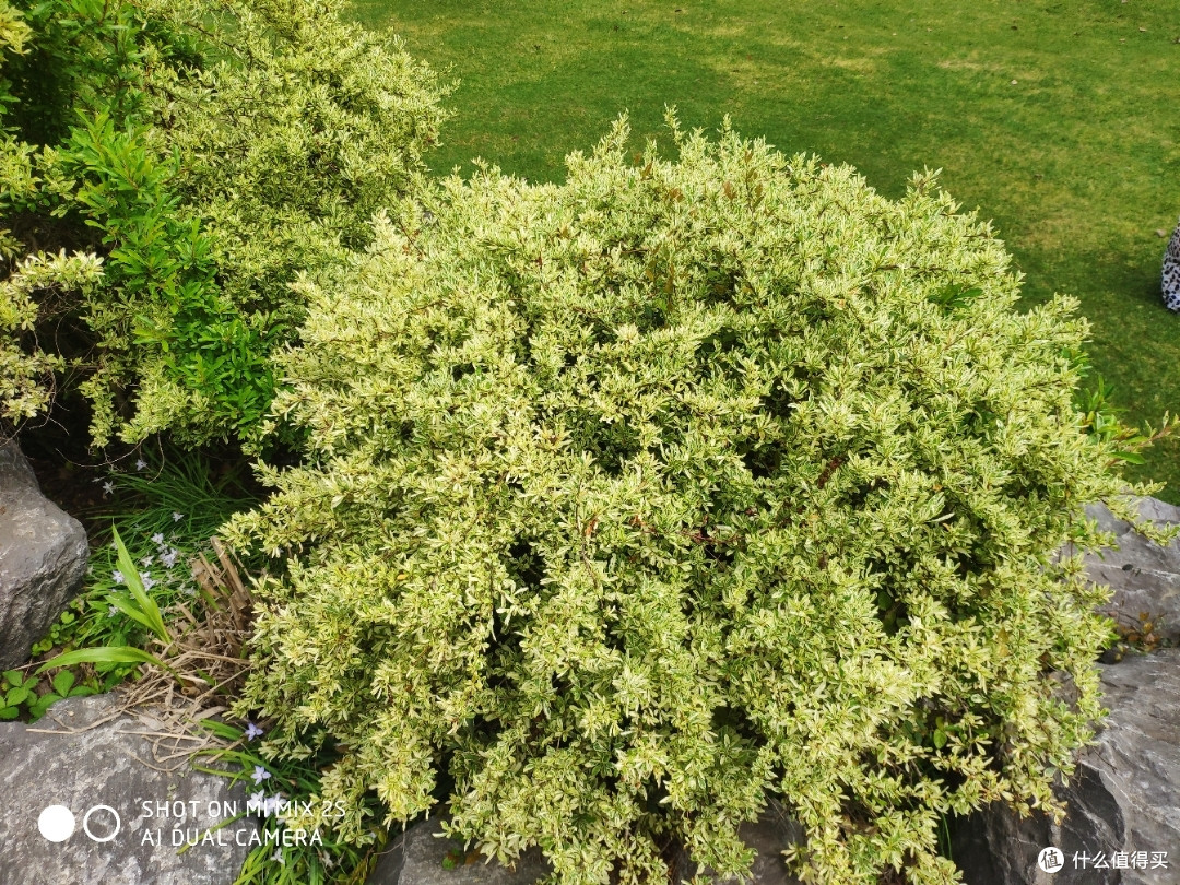 植物爱好者天堂&溜娃圣地——辰山植物园