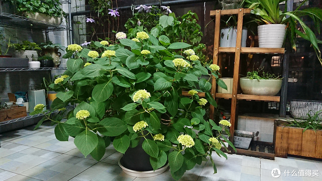 4月26日的状态,有的花苞有蓝色了,但是有的还是粉色