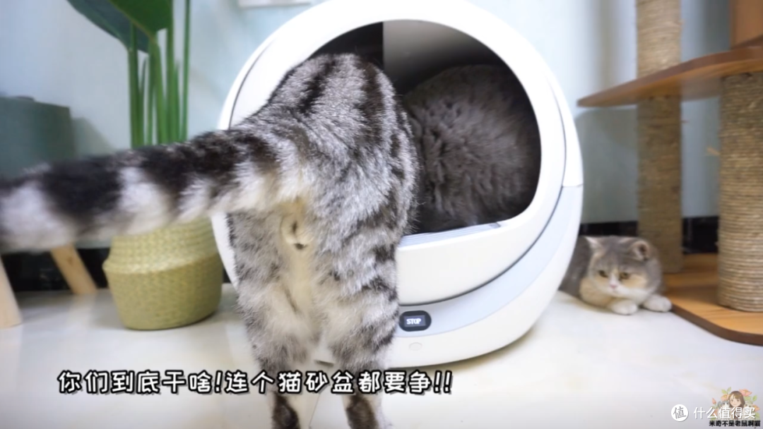 解放铲屎官—— Petree 全自动猫砂盆 开箱