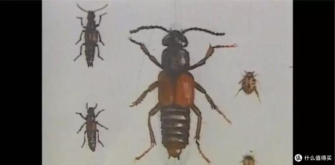 从小喜爱昆虫的手冢治虫,画了各种各样的昆虫手稿