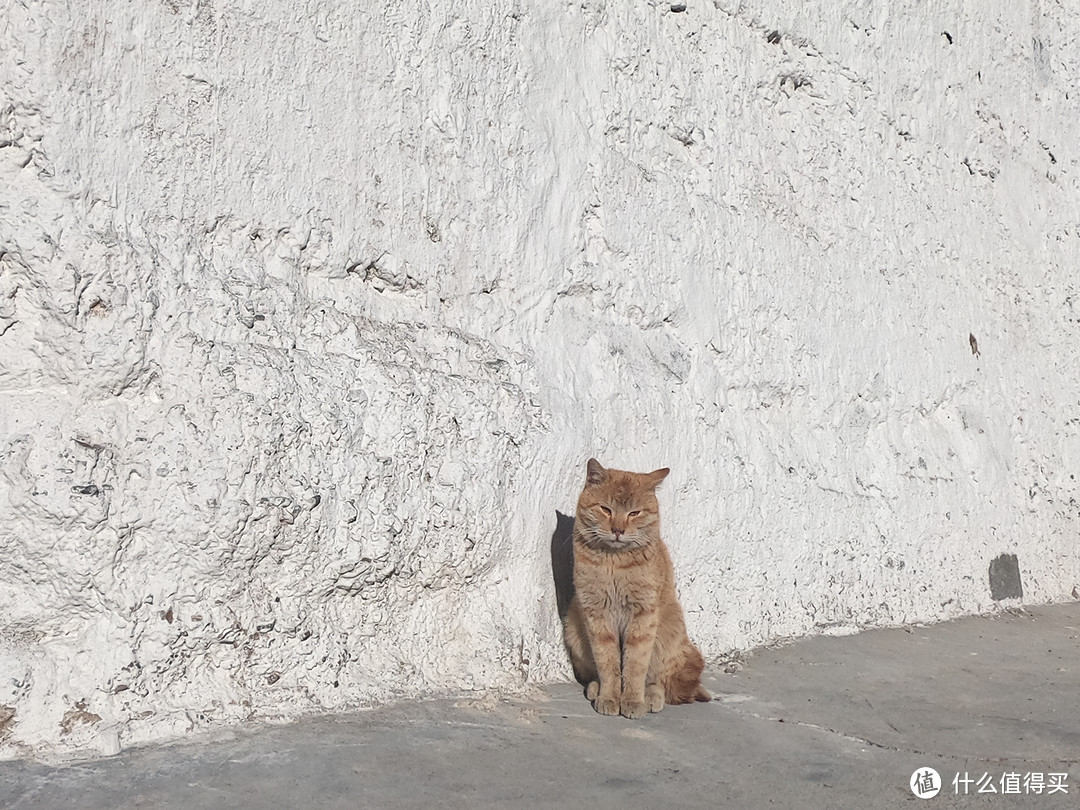 正蔑视我的猫