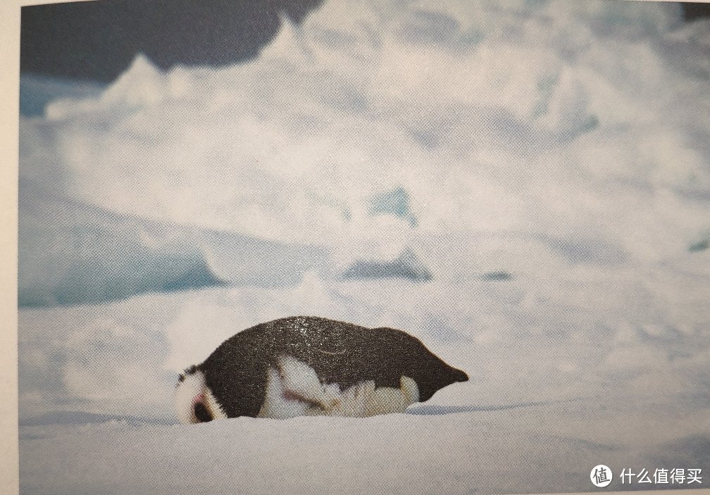企鹅在睡觉（人家没床一样睡的香）