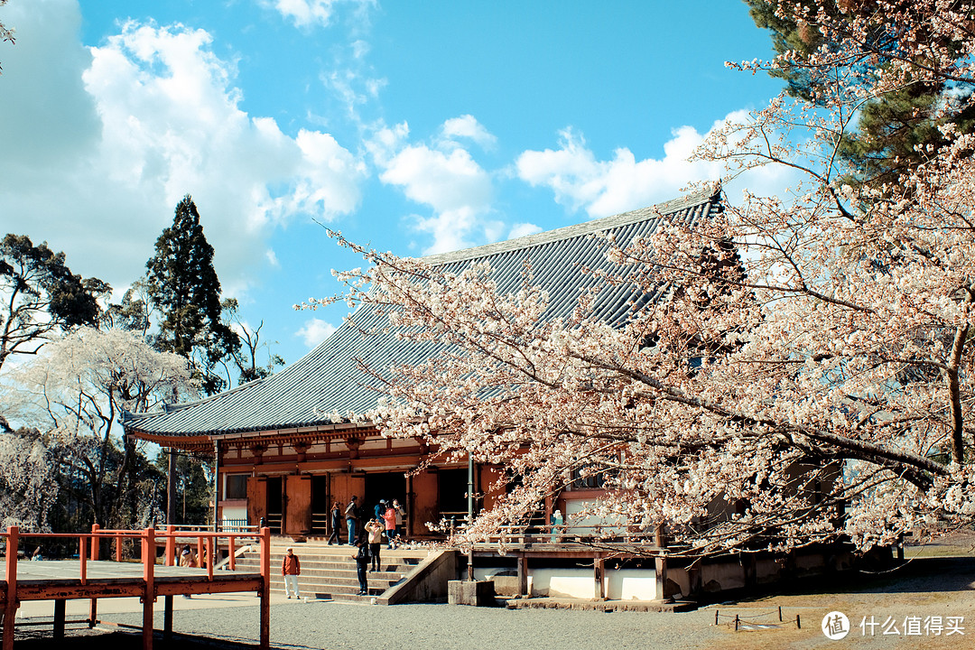 京都樱花季天气多变，趁阳光出来赶紧拍两张