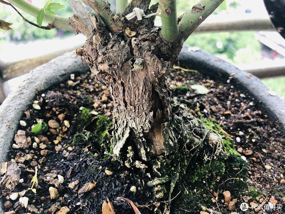 木质化.,边上是不幸枯萎被我砍掉的枝干.这颗大概只有2年左右