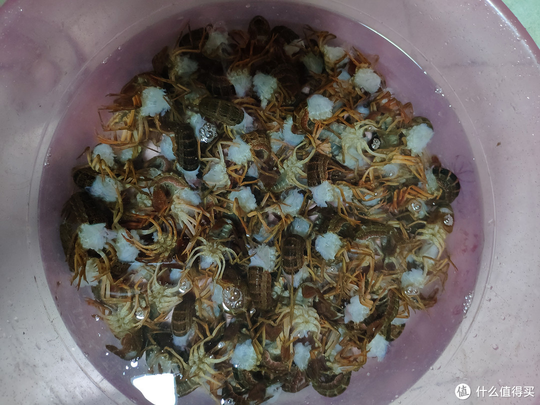 又到小龙虾吃货季，正确干净的处理小龙虾