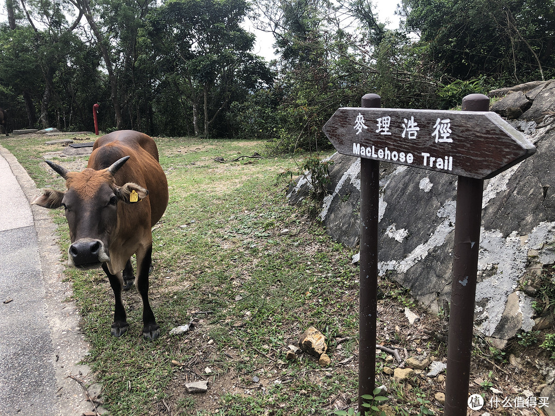 假期去哪玩？香港麦理浩径走全程！+ 超详细攻略