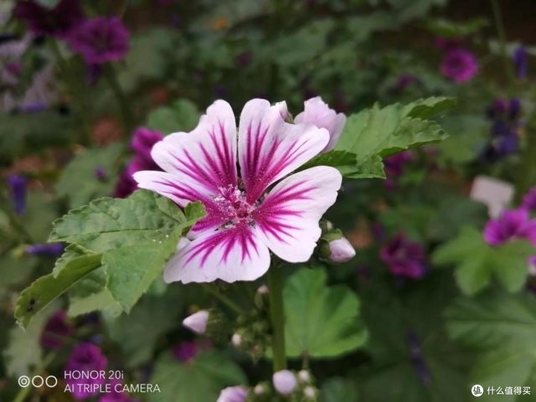 荣耀20i上手体验:年轻人的自拍神器!