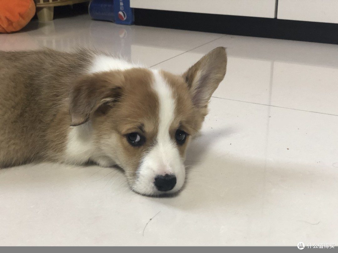 在某宝上买狗靠谱吗 如何分辨星期狗 什么值得买