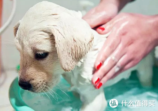 刚领到幼犬，洗澡用哪款沐浴露？初级铲屎官请往这里看