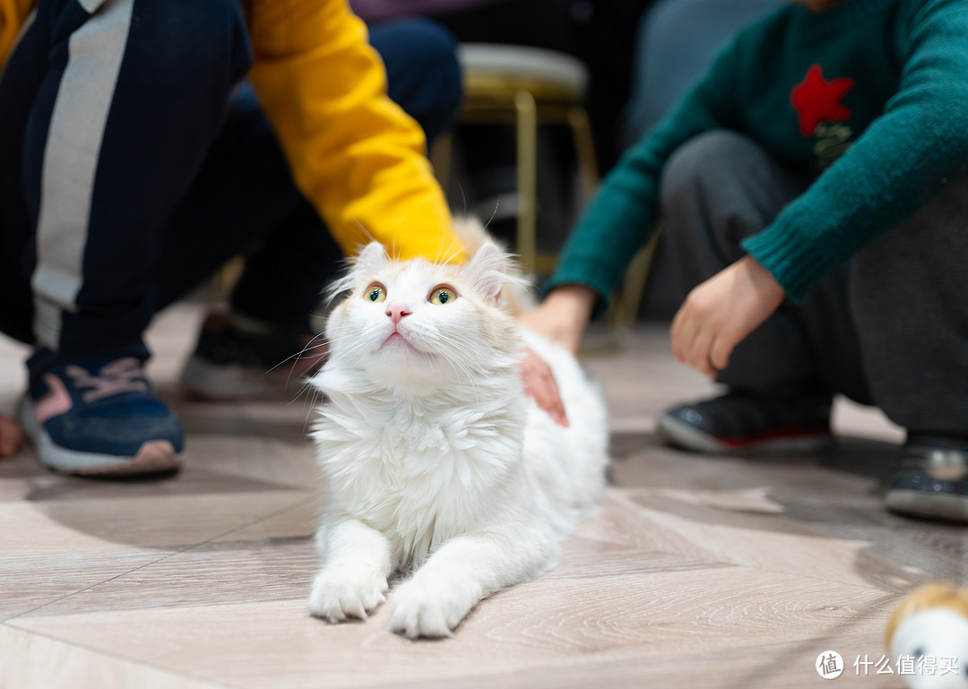 撸猫圣地——猫小院猫主题咖啡馆