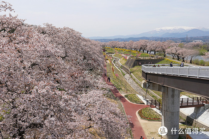 今年飘雪正春天：日本东北赏樱混浴温泉之旅