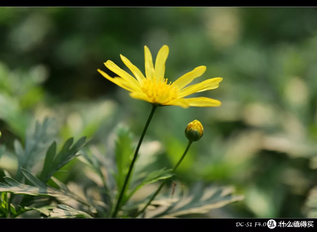 单评 | 松下Lumix 全画幅微单 S1