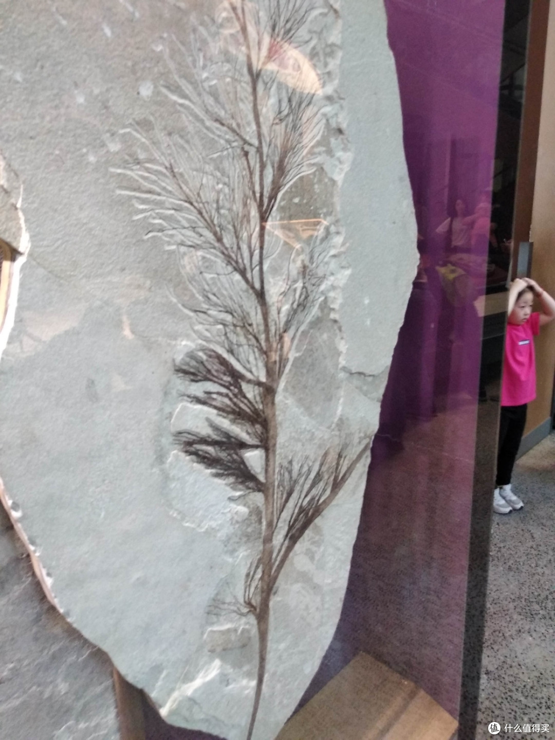 不为打卡，教育才是目的，人潮涌动的上海自然博物馆带娃参观游记