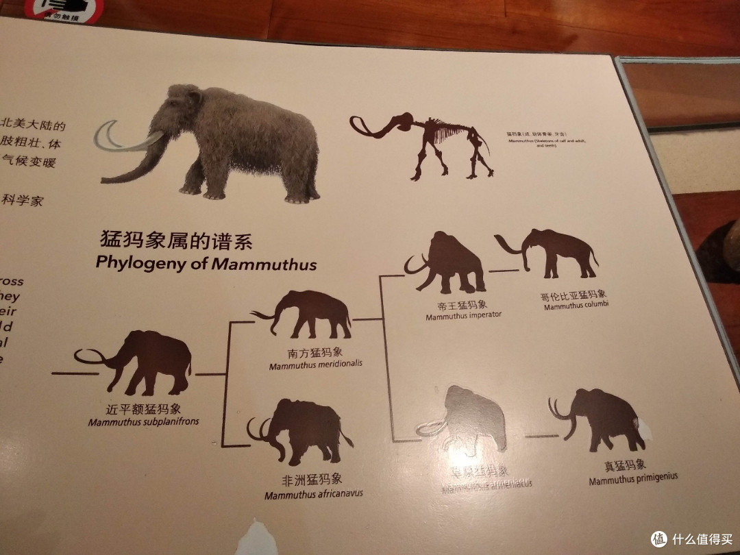 不为打卡，教育才是目的，人潮涌动的上海自然博物馆带娃参观游记