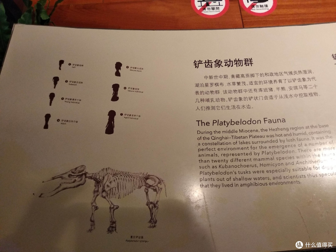 不为打卡，教育才是目的，人潮涌动的上海自然博物馆带娃参观游记