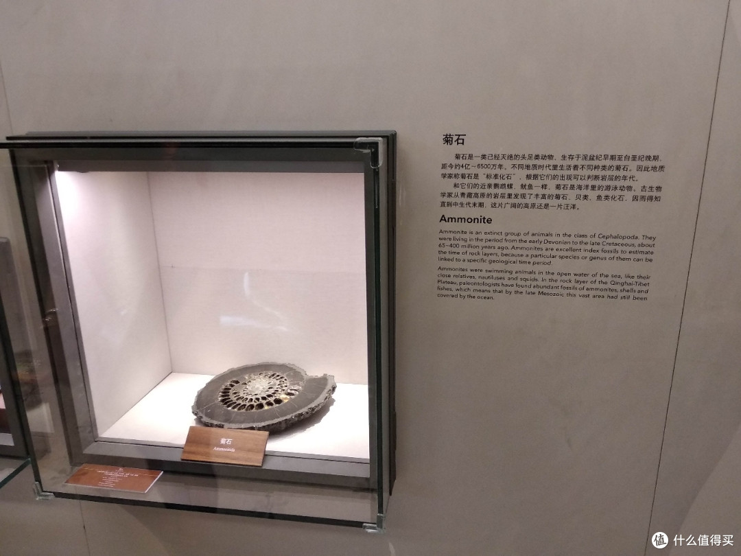 不为打卡，教育才是目的，人潮涌动的上海自然博物馆带娃参观游记