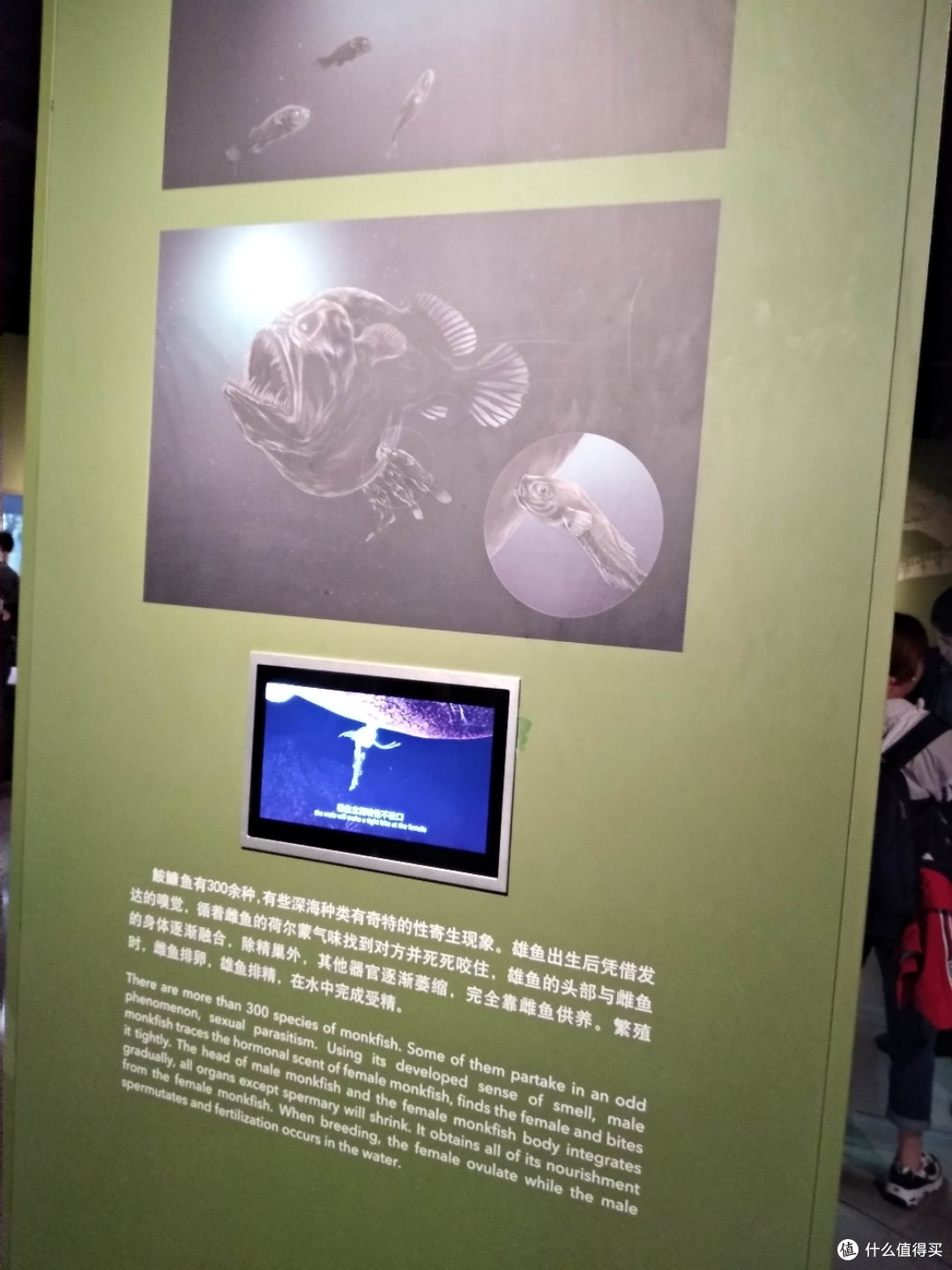 不为打卡，教育才是目的，人潮涌动的上海自然博物馆带娃参观游记