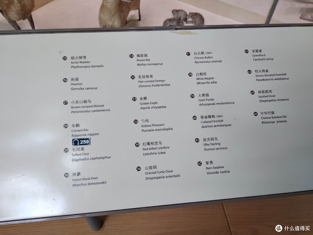 不为打卡，教育才是目的，人潮涌动的上海自然博物馆带娃参观游记