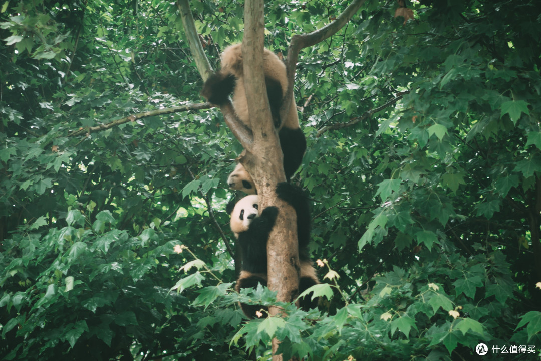 漫步竹林间闲看熊猫萌成都大熊猫基地游记