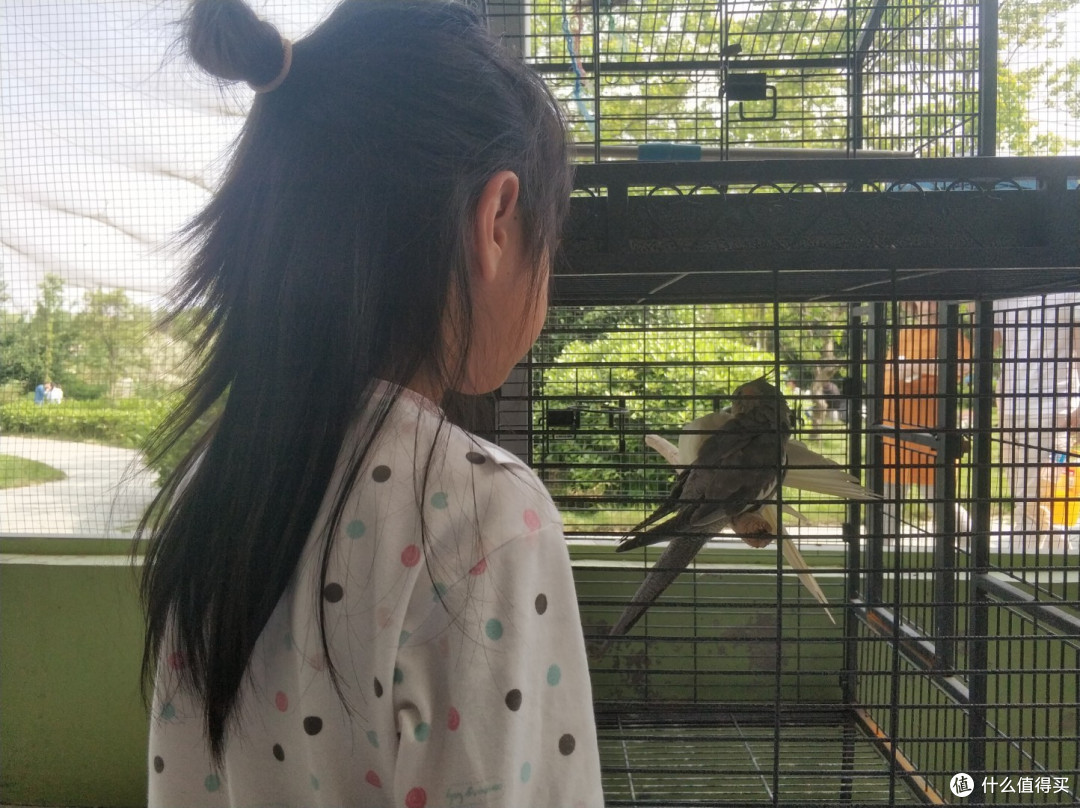 图书馆猿の汉南一日游:桑葚连村布谷啼