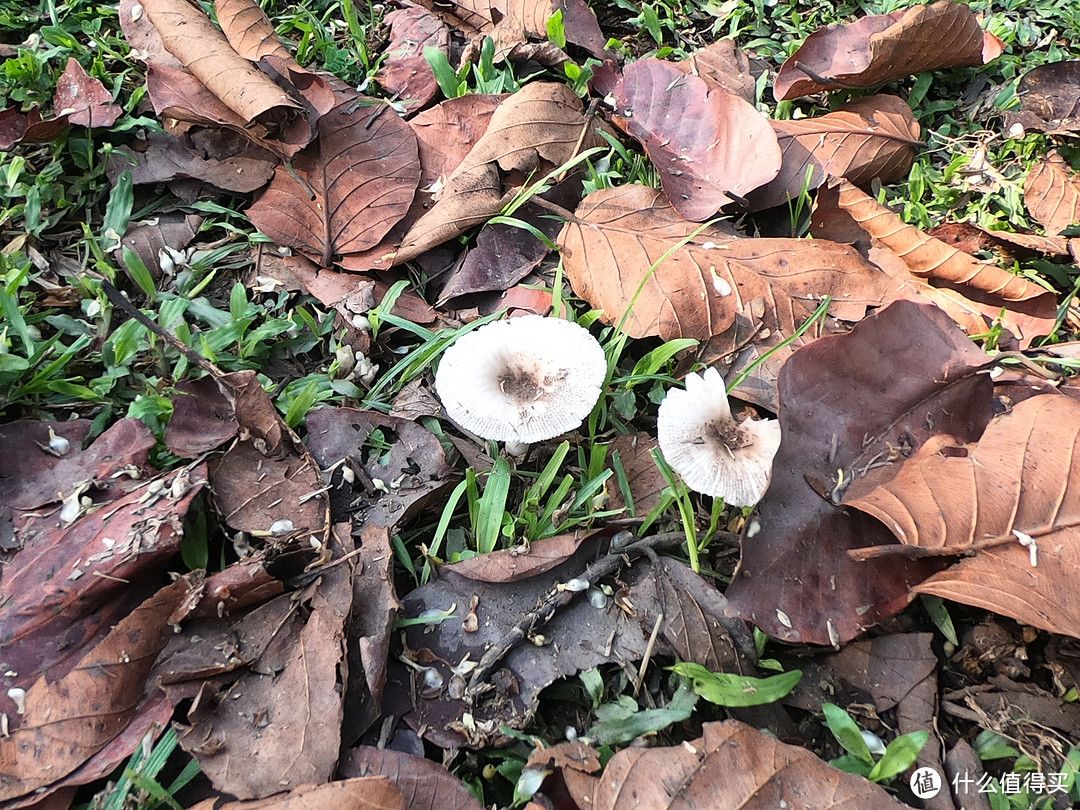地上长出了蘑菇