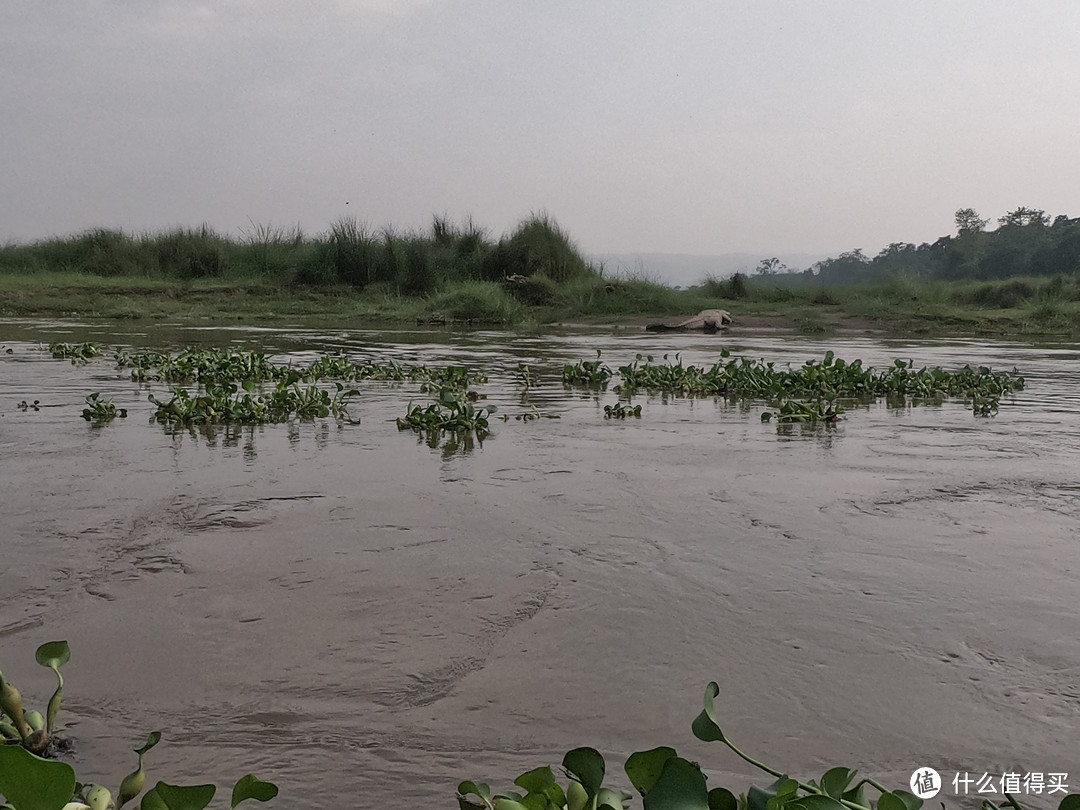 你看到野生鳄鱼了吗？没错就这么近