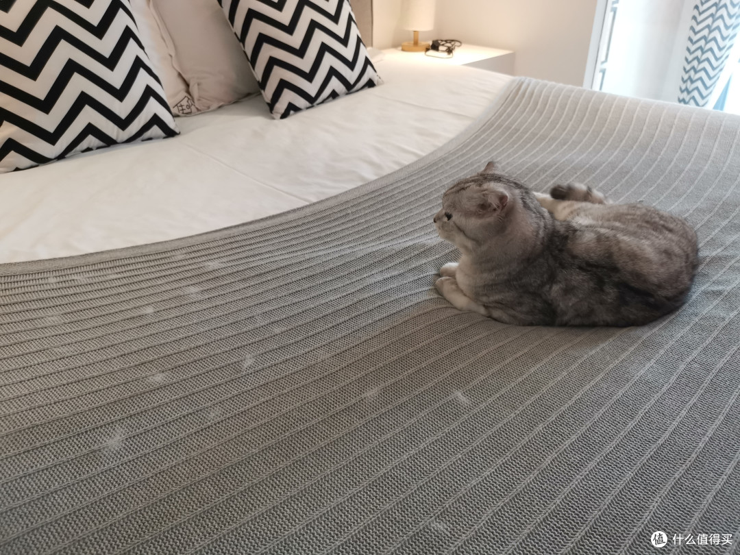 茫茫多的猫毛无法直视