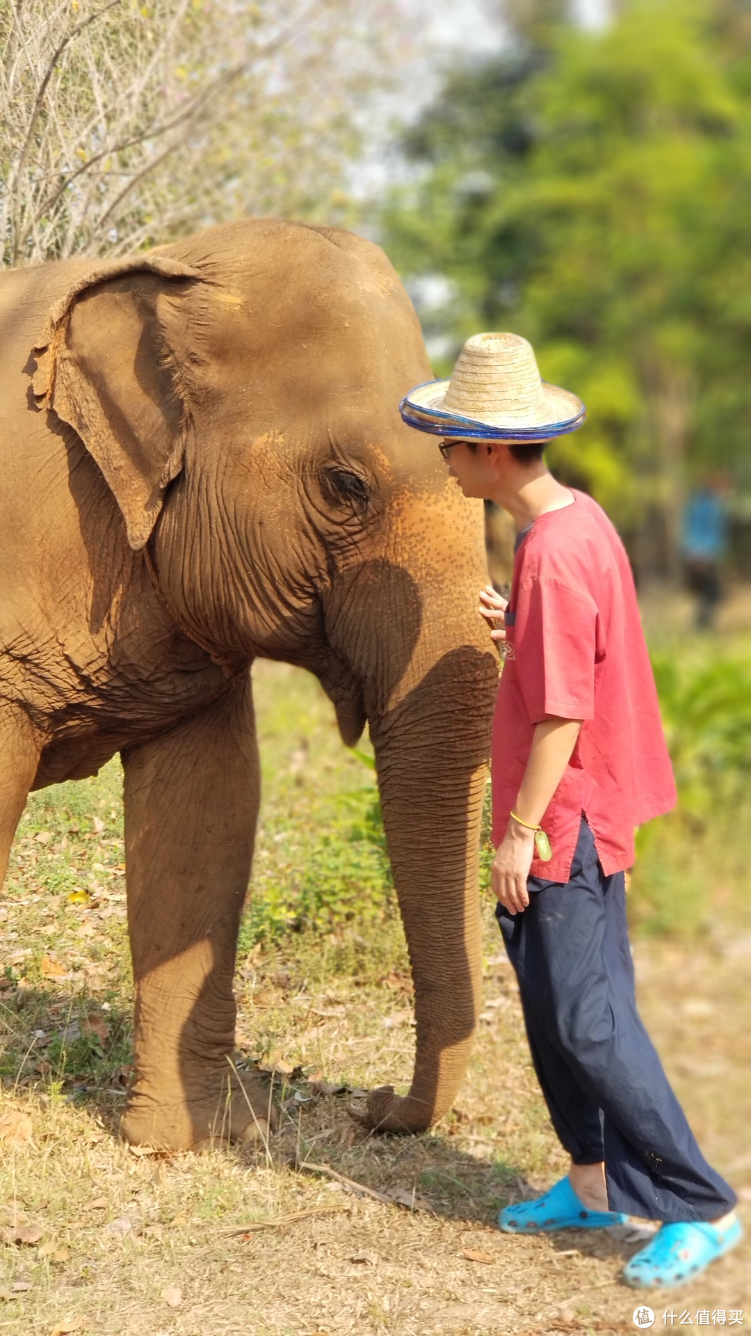 泰国普吉皮皮清迈香港四地16天吃喝玩乐亲子游---清迈篇（中）大象营 夜间动物园，亲子游不得不去