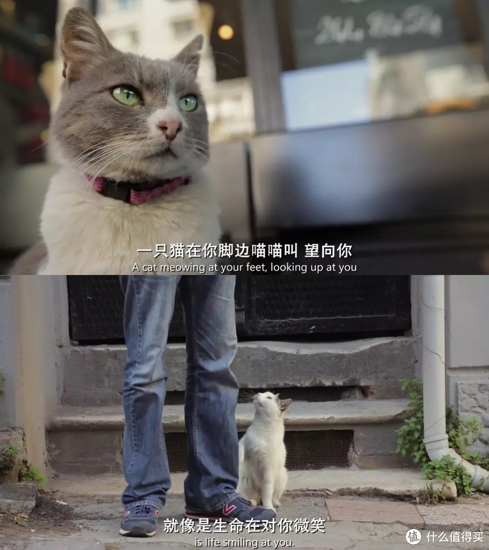 大家一起来吸猫吧！—猫奴必看电影