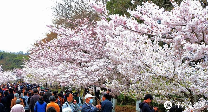 青岛中山公园的樱花