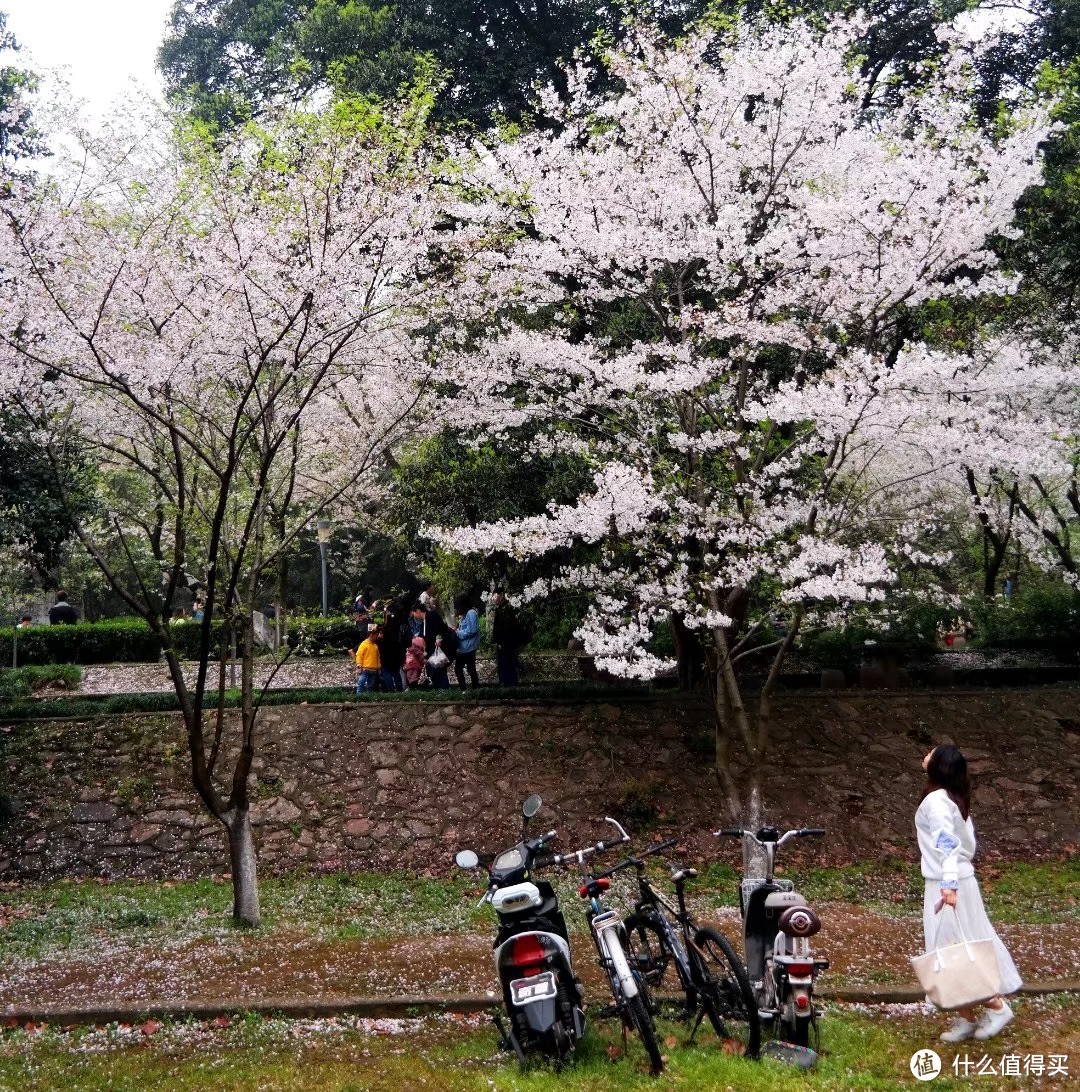 武汉印象：黄鹤白樱耀都会，湖光山色蕴楚魂