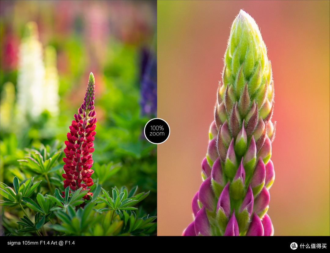 适马105mm F1.4使用总结,用Q&A的方式来呈现