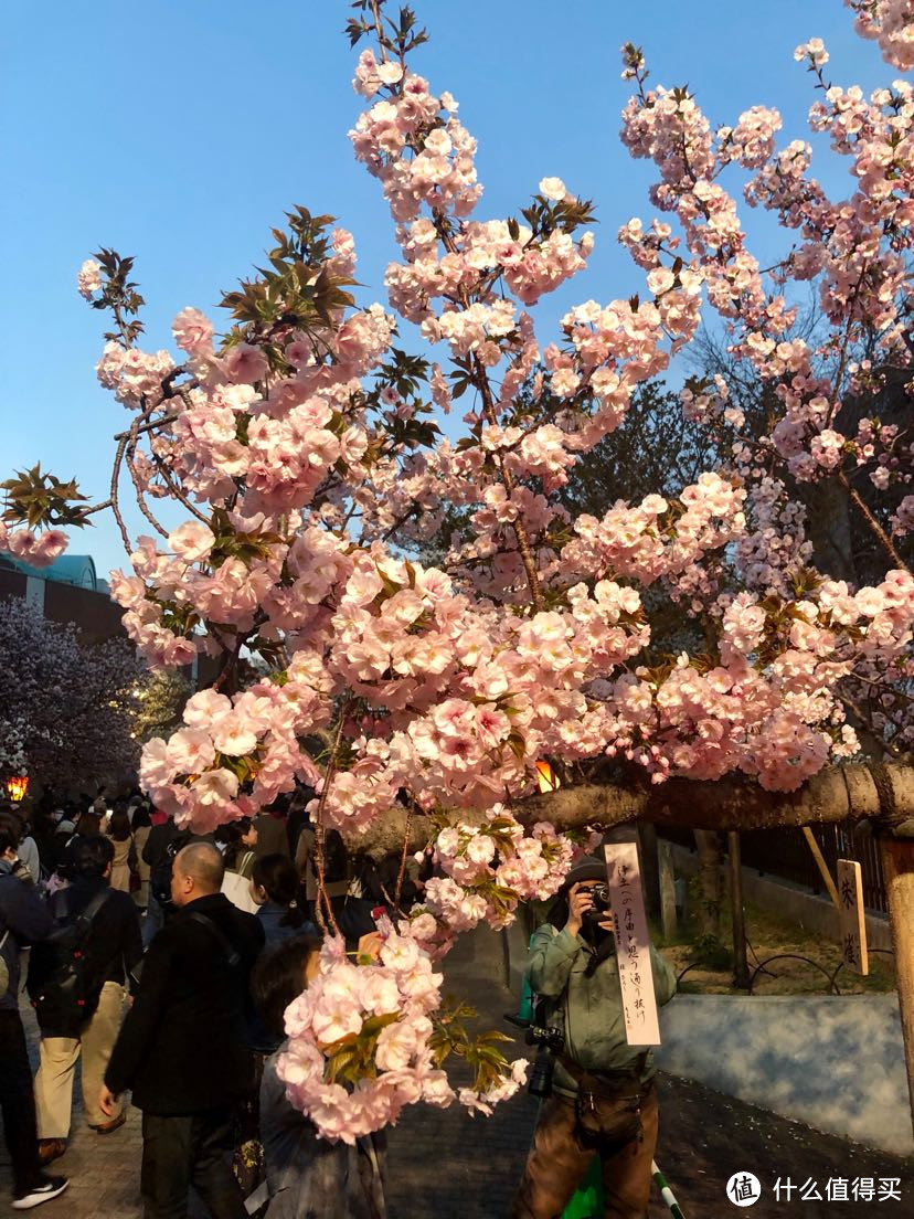 【关西晚樱+雪之大谷】平成最后的樱花，盛开在四月中旬