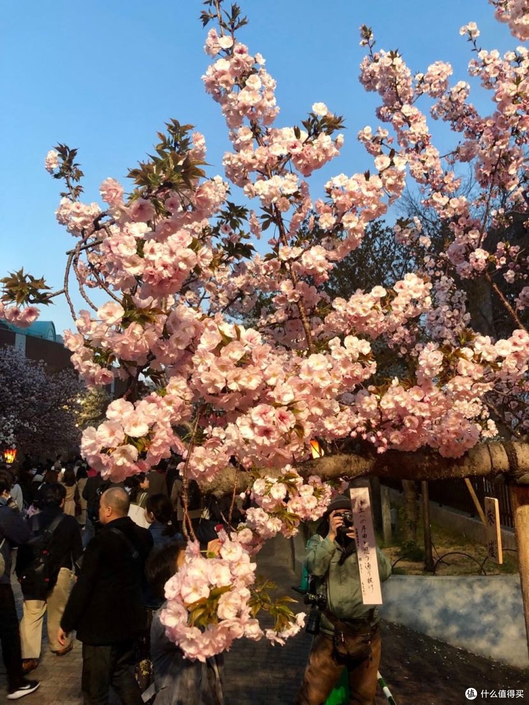 【关西晚樱+雪之大谷】平成最后的樱花，盛开在四月中旬