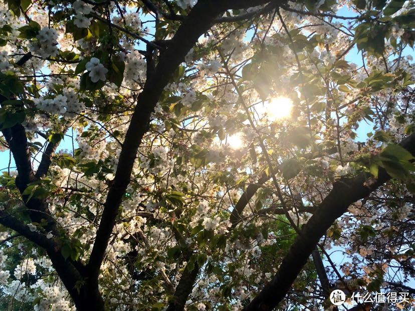【关西晚樱+雪之大谷】平成最后的樱花，盛开在四月中旬