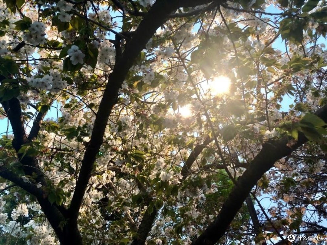【关西晚樱+雪之大谷】平成最后的樱花，盛开在四月中旬