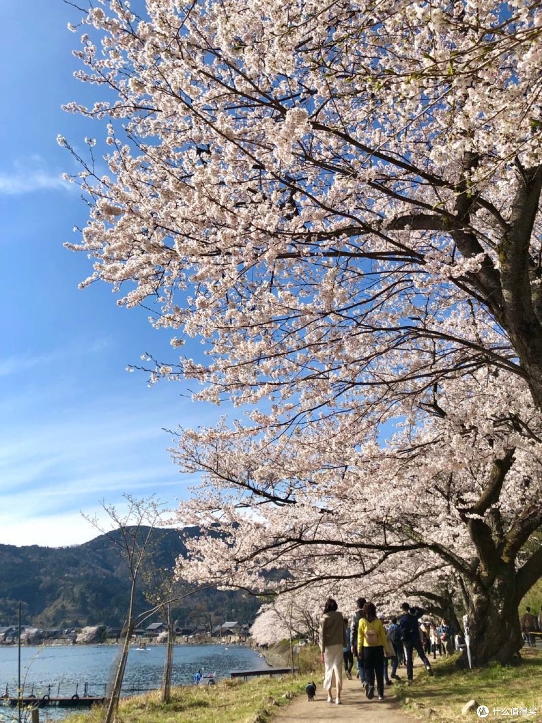 湖边的樱花大道