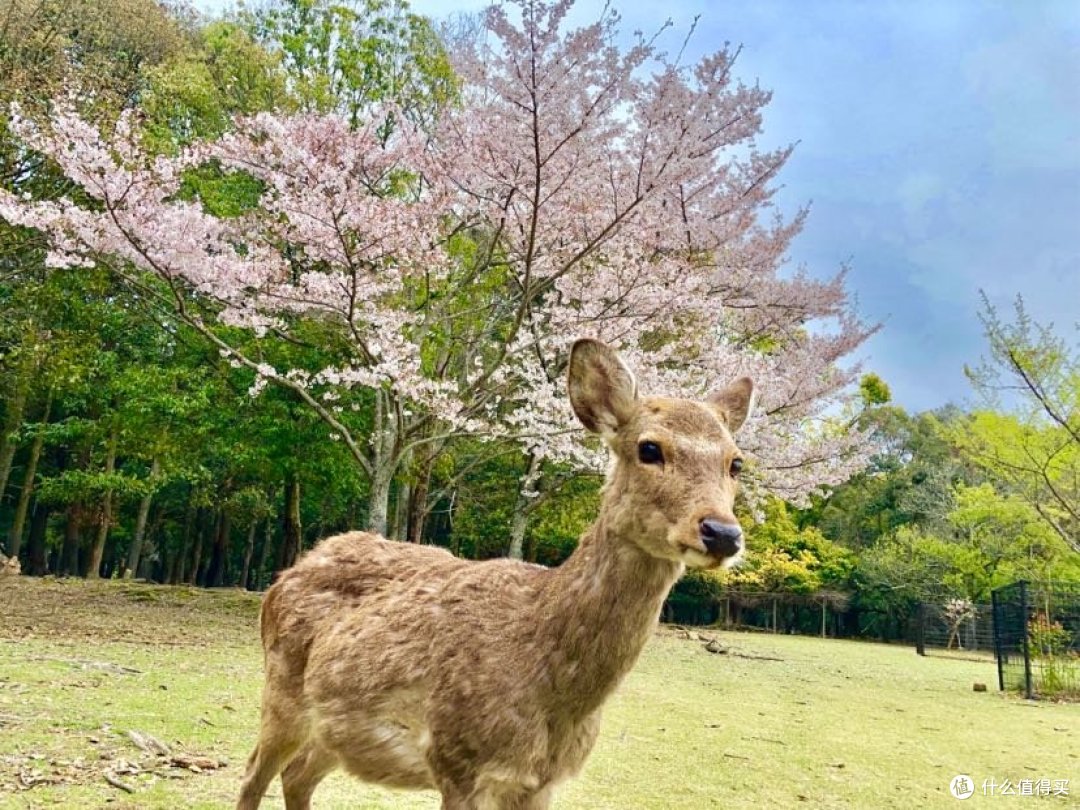 小可爱
