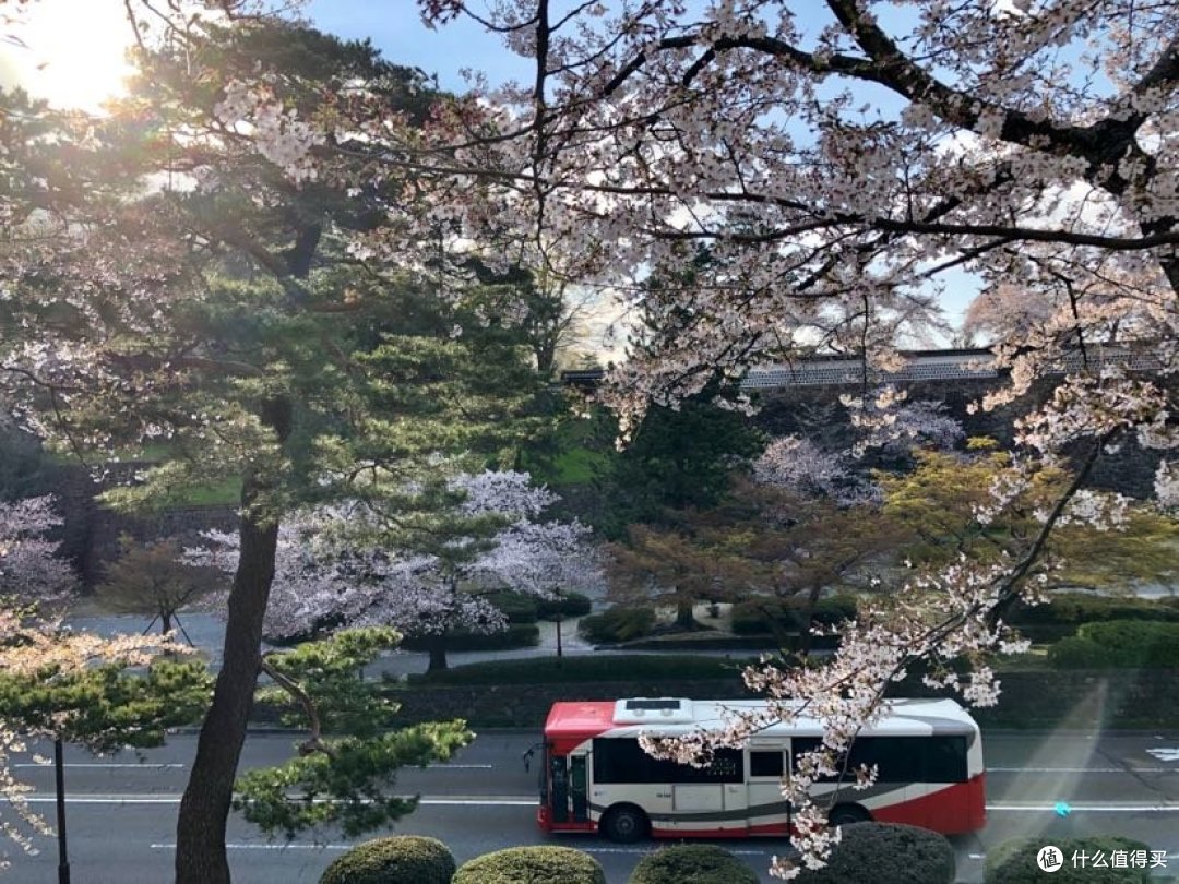 【关西晚樱+雪之大谷】平成最后的樱花，盛开在四月中旬