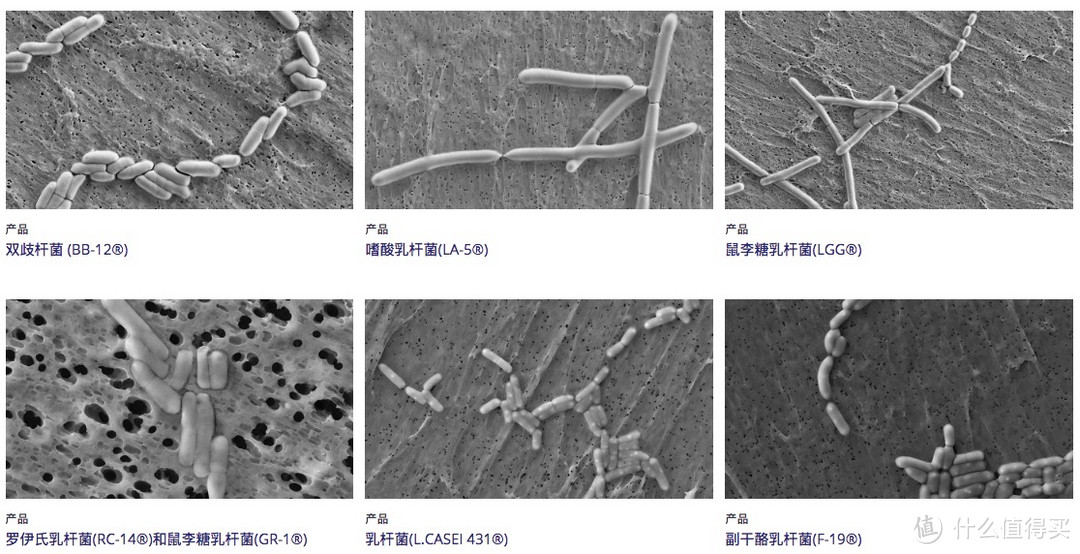 受临床文件支持的菌株