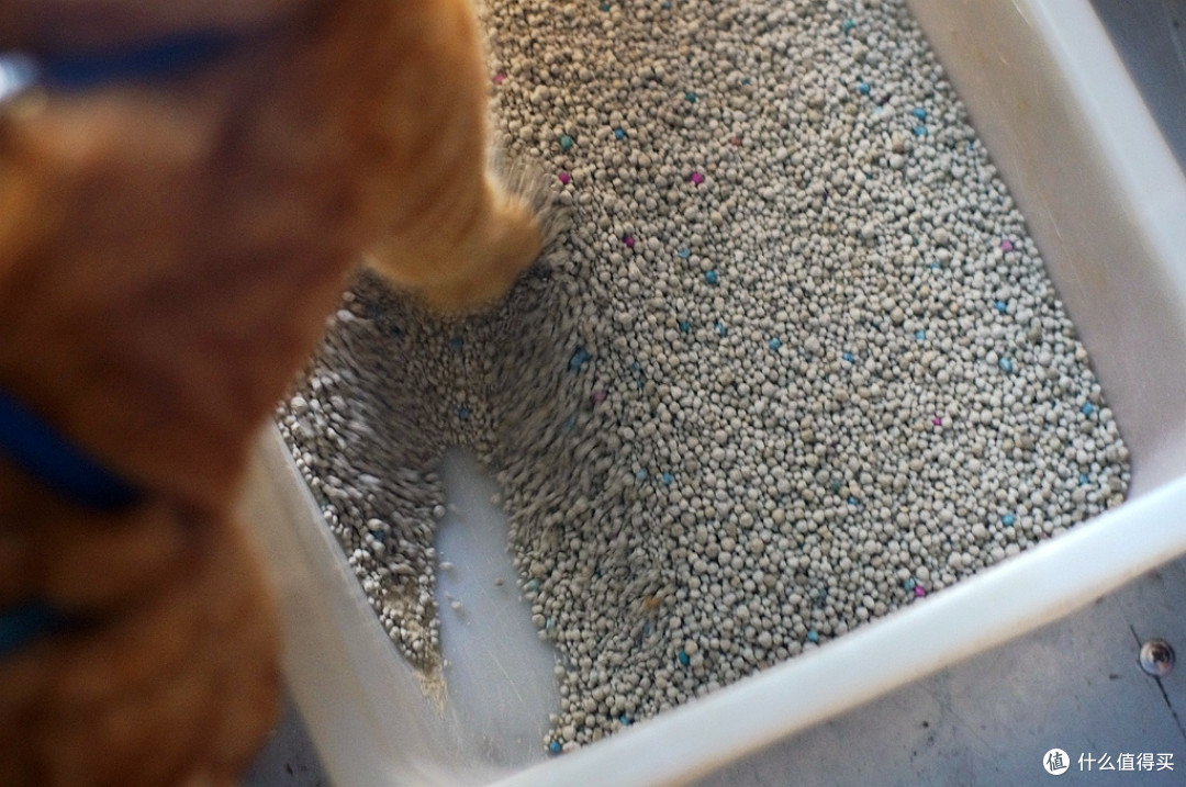 有了泰迪猫砂就喜欢给你铲屎又可以撸你的感觉