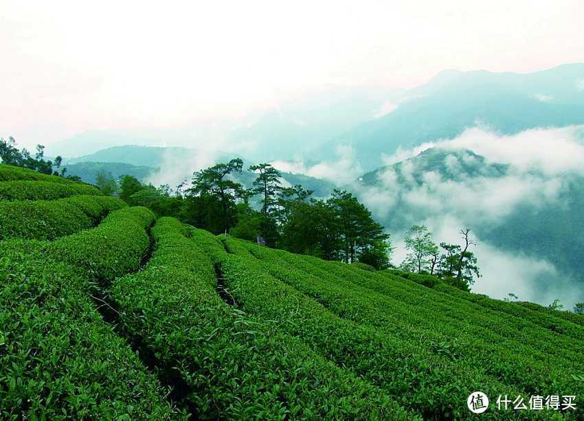 为啥会觉得茶叶很难喝？我原来真是这么觉得的