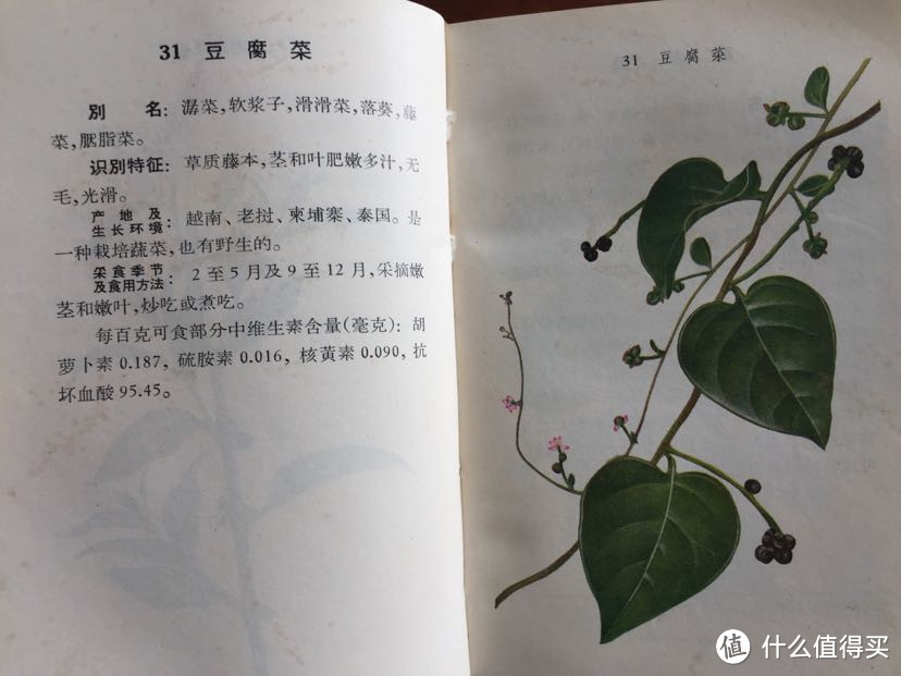 我们这里叫“木耳菜”，大概因为叶片肉质肥厚而多汁吧～非常好养，随手扦插就能长出一大串